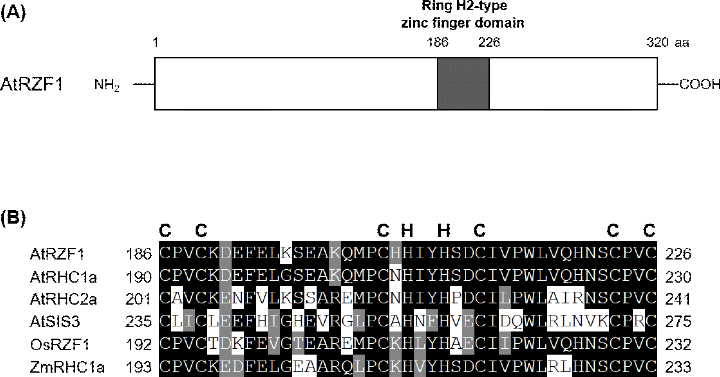 tals-59-0-15-g1