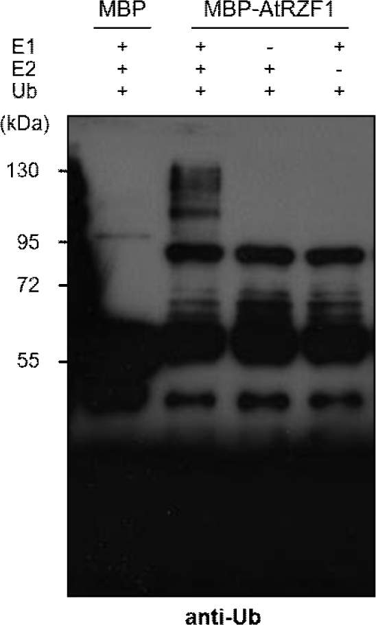 tals-59-0-15-g4